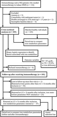 Iron metabolism patterns in non-anemic patients with myasthenia gravis: A cross-sectional and follow-up study